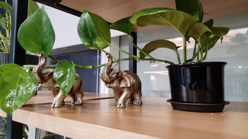 Gardeniaa: THE GREEN LIFESTYLE