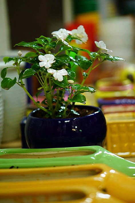 Gardeniaa: Your Green Lifestyle Store