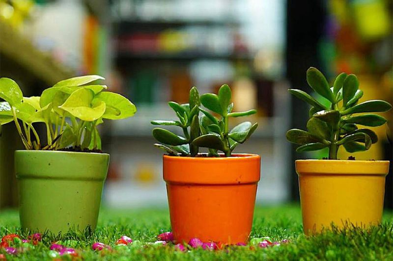 Gardeniaa: Your Green Lifestyle Store