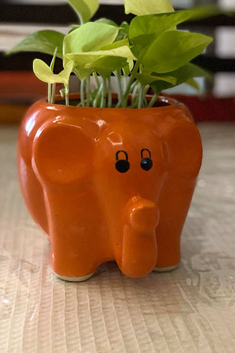 Gardeniaa: Your Green Lifestyle Store