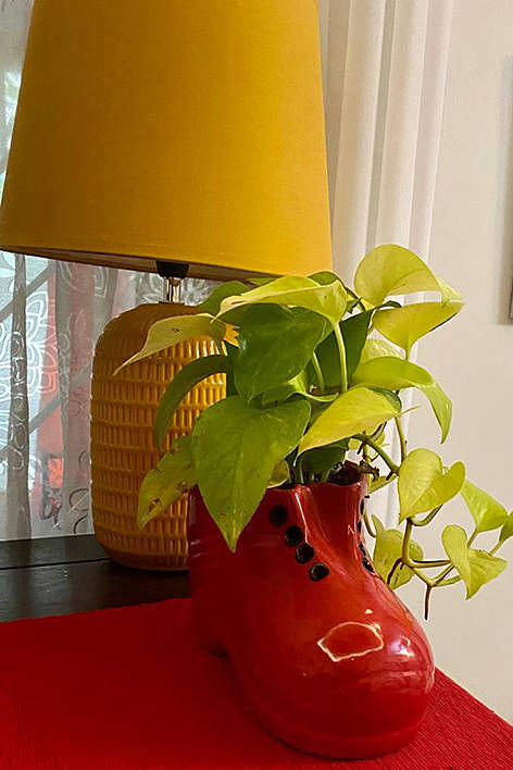 Gardeniaa: Your Green Lifestyle Store