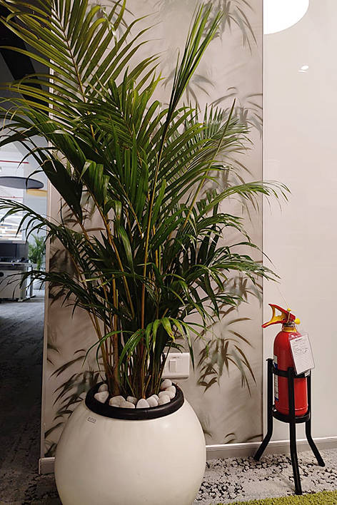 Gardeniaa: Your Green Lifestyle Store