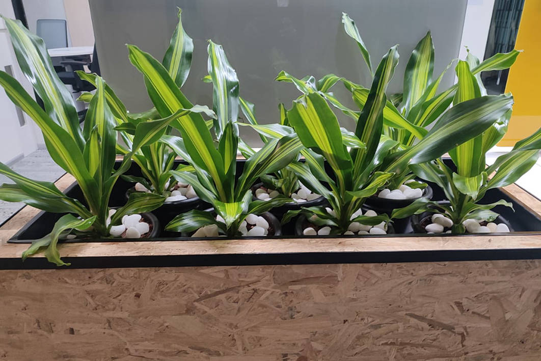 Gardeniaa: Your Green Lifestyle Store