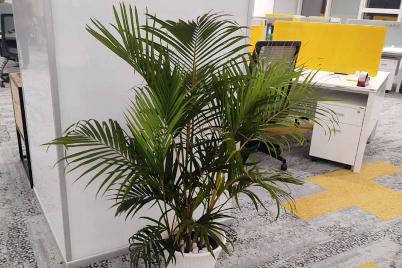 Gardeniaa: Your Green Lifestyle Store