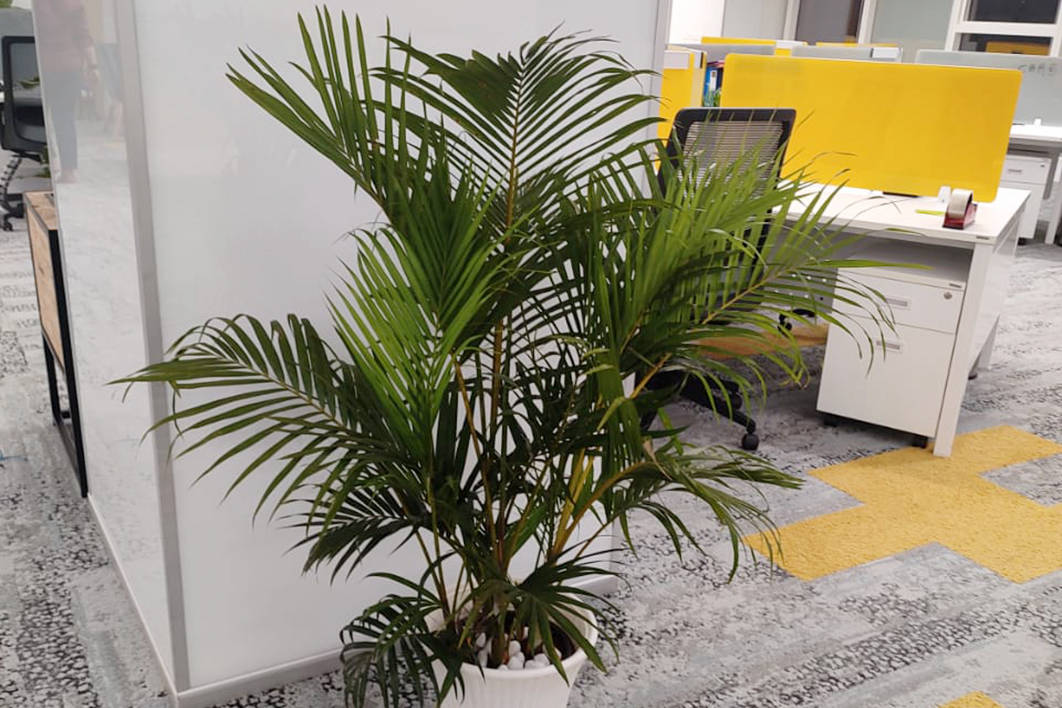 Gardeniaa: Your Green Lifestyle Store