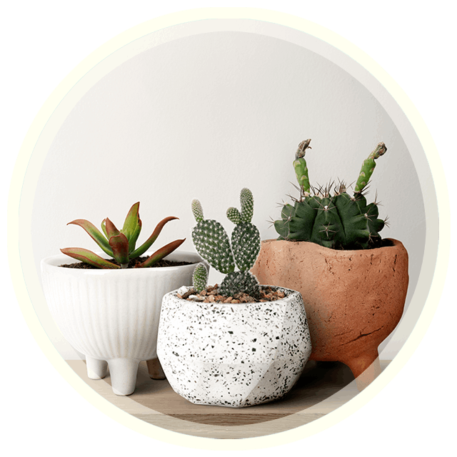 Gardeniaa: Potted plants for hire