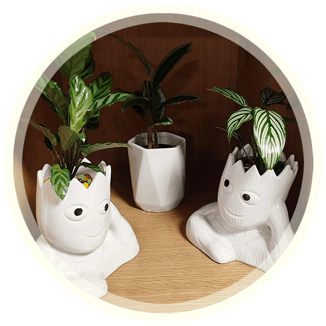 Gardeniaa: Our Products